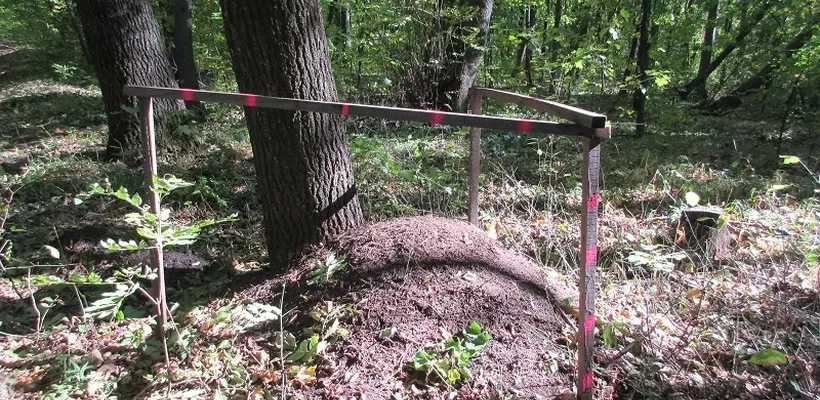 Флуоресцентна фарба для маркування лісу 10